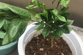 易游体育平台 -(づ的中文意思)